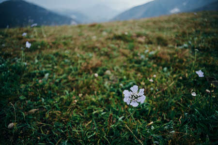field flowers mountains travel adventure nature freedomの写真素材