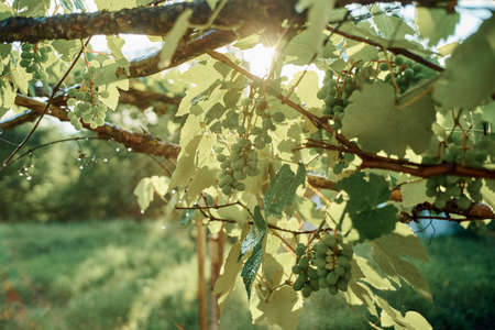 watering the garden green leaves sun summer natureの写真素材
