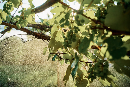 green leaves garden grapes watering summer agricultureの写真素材