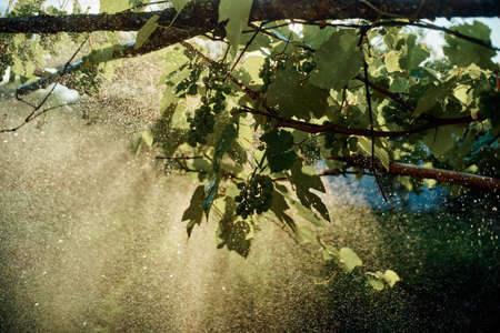 watering the garden green leaves sun summer natureの写真素材