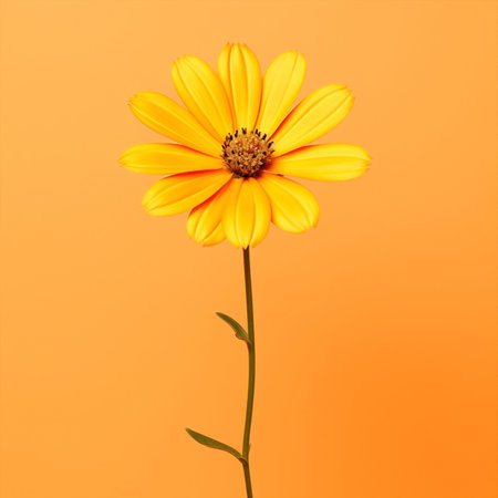 Leaf daisy orange floral nature flower close-up bloom plant colorful yellow isolatedの素材
