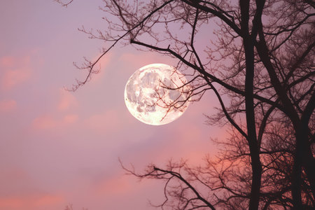 Full tree background sky night dark moonlight nature light background silhouette moon brightの素材