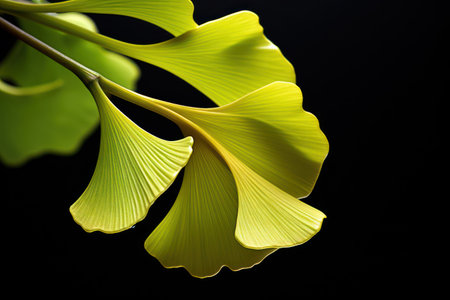 Horizontal Growth: Ornamental Stripes of Exotic Yellow Flower in Tropical Jungleの素材