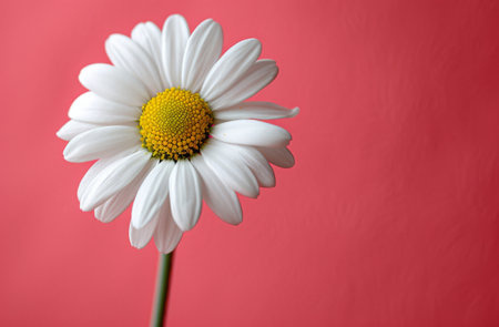 Bright and Vibrant White Daisy Flower with Yellow Center on Bold Red Background, Closeup Shotの素材