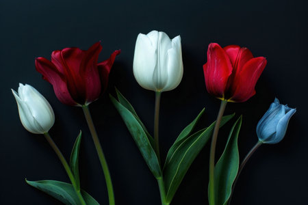 Colorful tulips in various shades arranged vertically against a dark backgroundの素材