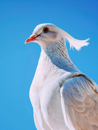 A close up of a white pigeon against a clear blue sky, showcasing its elegant features and delicate plumageの素材
