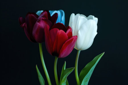 A vibrant arrangement of tulips in red, white, and blue against a dark background, showcasing their delicate petals and green leavesの素材