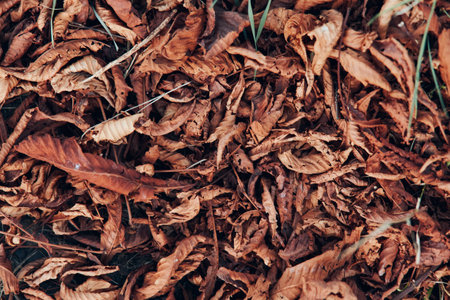 Autumn leaves scattered on grassy ground in nature park on a sunny dayの写真素材