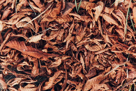 Autumn leaves blanketing the roadside in a rustic pileの写真素材