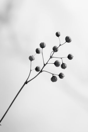 Delicate black and white floral branch with small round buds, showcasing intricate details and natural beauty. Minimalistic design highlighting natures elegance.の素材