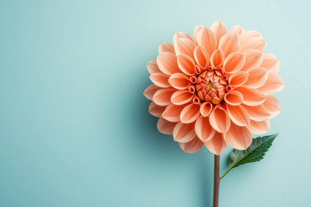 Beautiful peach dahlia flower against a light blue background, showcasing intricate petal details and lush green leaves. Perfect for floral and nature themes.の素材