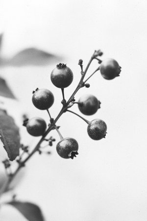 Black and white close-up of a berry branch with small, round berries and green leaves. Natural and minimalistic concept focusing on details.の素材