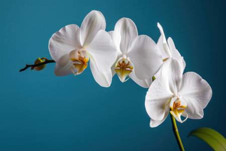 Beautiful white orchids blooming gracefully against a vibrant blue background, showcasing delicate petals and intricate details. Elegant floral composition.の素材