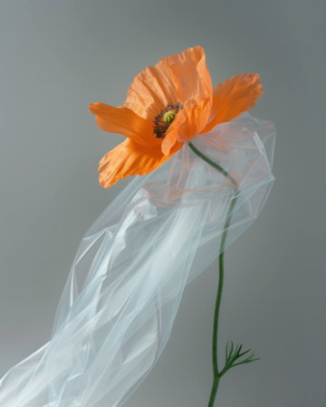 Delicate orange flower wrapped in translucent plastic, symbolizing natureÃ¢â¬â¢s beauty intertwined with modernity and sustainability.の素材