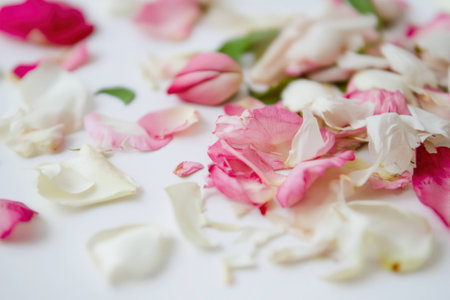 Delicate rose petals in soft hues on a white surface, evoking serenity and romance with a fresh aesthetic for weddings or floral designの素材