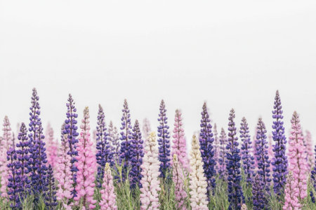 Beautiful vibrant purple and pink lupine flowers against a soft grey background, showcasing their lush colors and seasonal essence for spring and summer designsの素材
