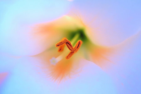 Close up of soft pastel colored lily flower with delicate orange stamens, symbolizing purity and tranquility in nature Perfect for floral design and d corの素材