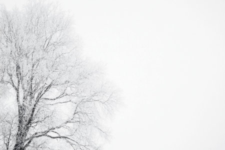 A solitary tree covered in snow, creating a serene winter landscape with a monochromatic palette, evoking feelings of tranquility and solitude in natureの素材