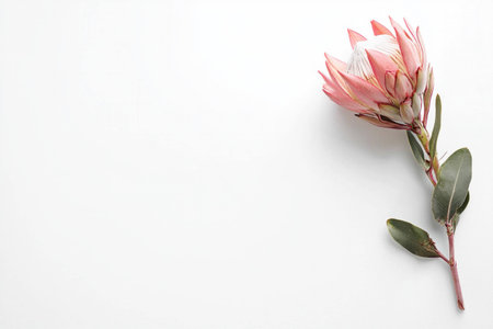 Beautiful pink protea flower on a soft white background, showcasing its elegance and unique design, perfect for botanical or minimalist themesの素材