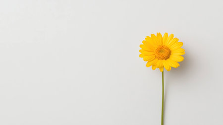 Bright yellow daisy flower against a minimalistic white background, symbolizing freshness, positivity, and nature s beauty in a vibrant and cheerful mannerの素材