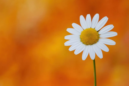 Single daisy flower on a blurred orange background symbolizes beauty and nature, featuring vibrant colors, ideal for spring and summer designsの素材