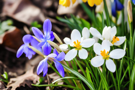 Beautiful blooming spring flowers, including blue and white crocuses, surrounded by green grass, showcasing a vibrant natural setting and bright colorsの素材