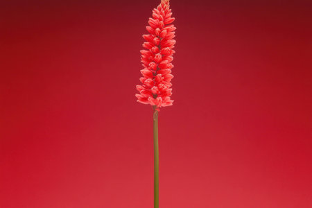 Elegant red flower isolated on a vibrant red background, showcasing natural beauty and simplicity in floral design for creative projectsの素材