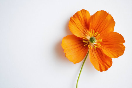 Vibrant orange flower with delicate petals against a clean white background, symbolizing freshness and beauty in nature, perfect for seasonal themesの素材