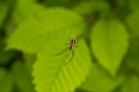 Spider webの写真素材