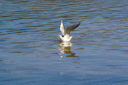seagullの写真素材