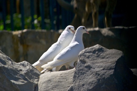 A white doveの写真素材