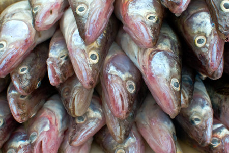 Heap of fish One of a kind be different concept