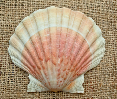 Tan Radial Seashell