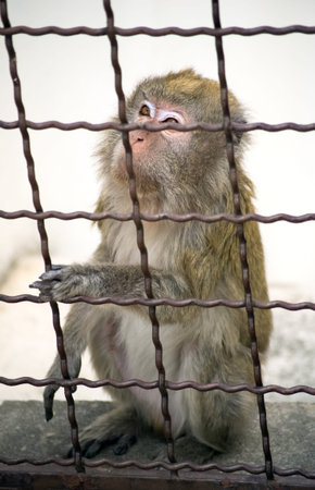 sad Monkey Zoo