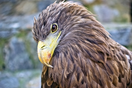 eagleの写真素材