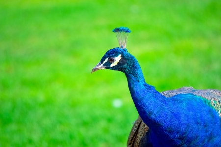 beautiful peacock on green grassの写真素材
