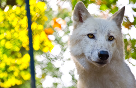 white wolf