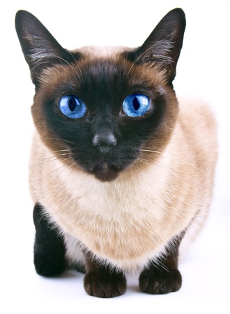 Siamese cat isolated on the white backgroundの写真素材