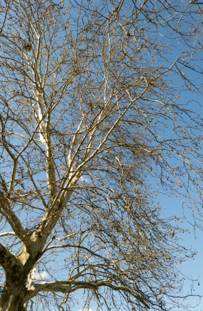 Plane tree branch against blue skyの写真素材