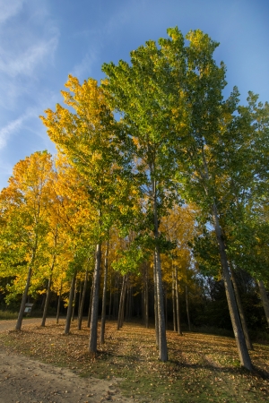 autumn treetops with patch of blue skyの写真素材