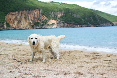 Dog on the beachの写真素材