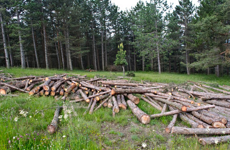 freshly cut tree trunks piled up in forest
