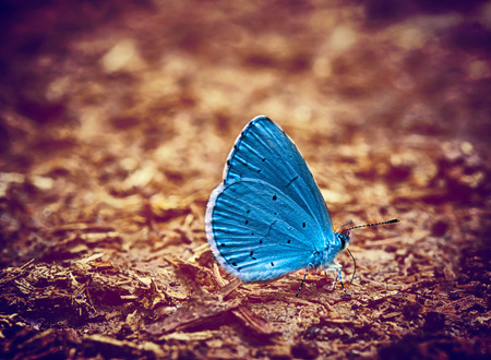Blue butterfly vintage photoの写真素材