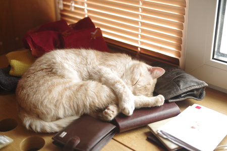 Red cat sleeping on the windowsill, his nose buried in his hind legs, curled up in a ball. Beautiful picture of a cute cat dozing at home by the window.の写真素材