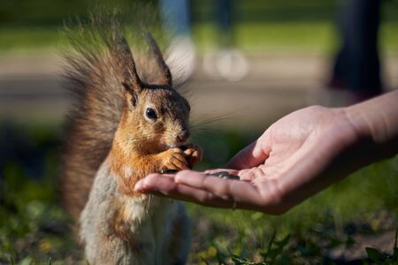 Ginger beautiful squirrel with fluffy fur takes from hands of human seeds and bites eating. Curious not timid hungry rodent is not afraid runs asks for food in Park. Sharp ears black small eyes.の写真素材