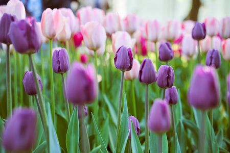 Field of colorful tulips. A variety of blooming flowers in the city garden. Annual tulip festival illuminated by sunshine in botanical park in Saint-Petersburg, Russia. Spring nature beauty concept.の写真素材