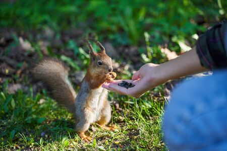 Ginger beautiful squirrel with fluffy fur takes from hands of human seeds and bites eating. Curious not timid hungry rodent is not afraid runs asks for food in Park. Sharp ears black small eyes.の写真素材