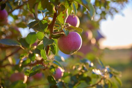 Close up shot of ripening juicy apples among green leaves illuminated by orange evening sun in summer orchard. Bright red ripening apples hanging on tree branch in sunset light against blur backgroundの写真素材