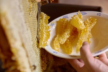 Close up shot of white plate with sections of wax honeycomb full of fresh organic honey. Beekeeper scraps honeycomb with special tool on apiary. Apiculture, beekeeping concept.の写真素材