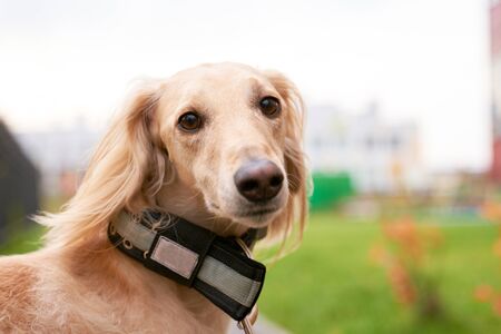Russian canine Greyhound breed hunting a animalsの写真素材